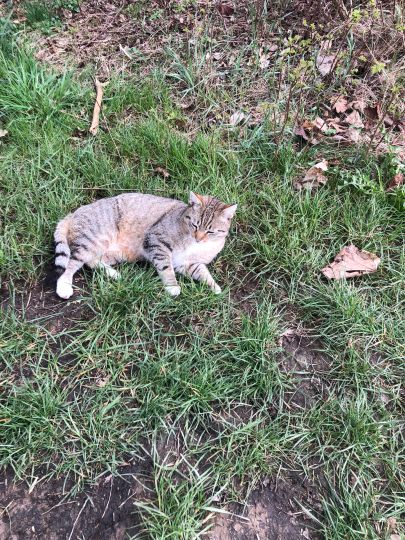 Brettmühlenteich (Bretnig-Hauswalde)-1