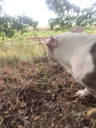 Zarow (Meiersberg)-4