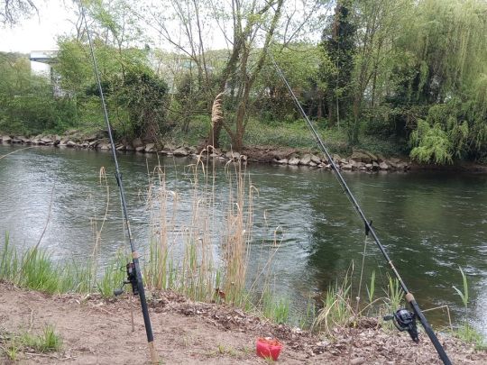 Enz (Niefern-Öschelbronn)-2