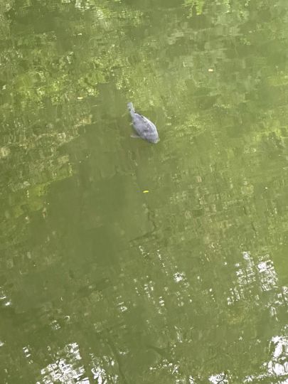 Haselweiher (Bad Orb)-3