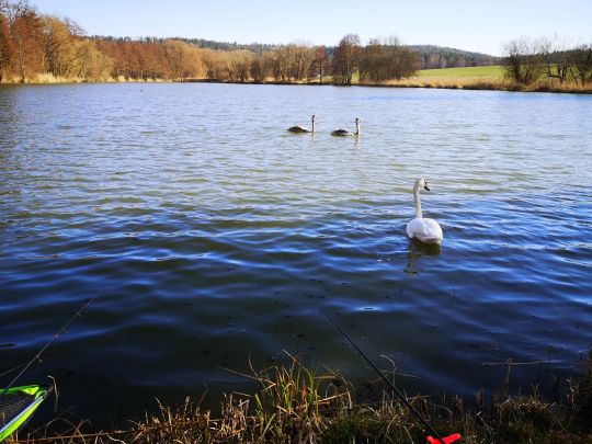 Pfaffenbergteich (Coburg)-1