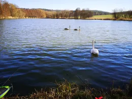 Pfaffenbergteich (Coburg)-1