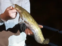 Gillbach (Hülchrath)