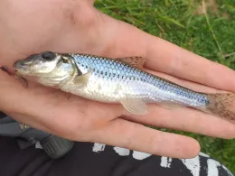 Gillbach (Hülchrath)-1