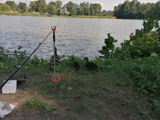 Schmelzteich (Bernsdorf)-2