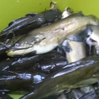 Teich am Selbachpark-1