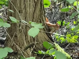 Teich Dornholzhausen-1