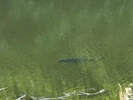 Saale-Leipzig-Kanal (Leipzig-Rückmarsdorf)-4