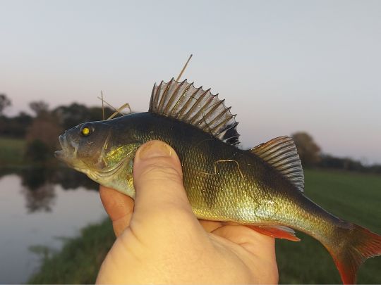 Landgraben (Friedland)-2