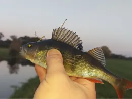 Landgraben (Friedland)-2