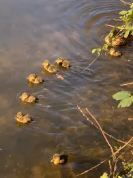 Osterbekkanal (Hamburg)-2