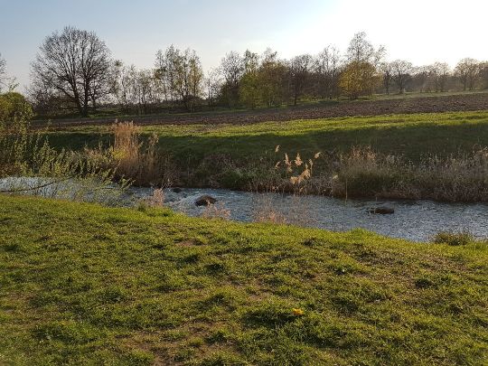 Steinhuder Meerbach angeln