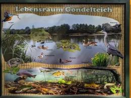 Gondelteich (Gräfenroda)-4