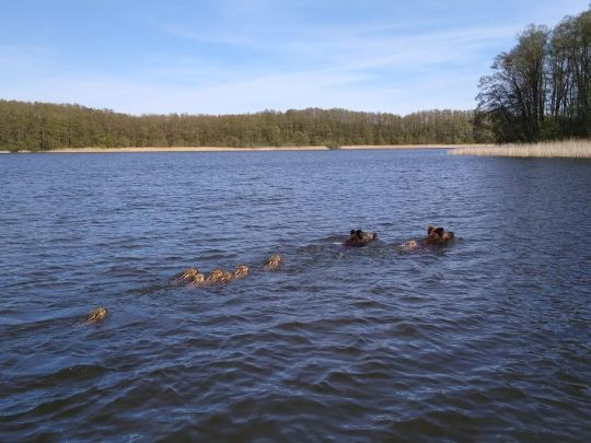 Granzower Möschen-4