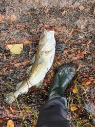 Kieler Förde (Friedrichsort)