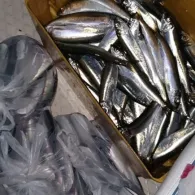 Kieler Förde (Friedrichsort)-1