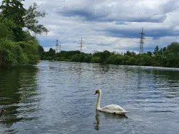 Main (Seligenstadt)-1