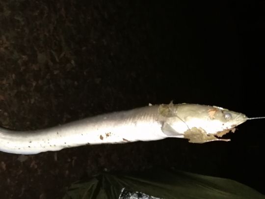 ASV Keckforst (Uedem)-4