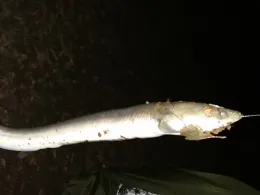 ASV Keckforst (Uedem)-4