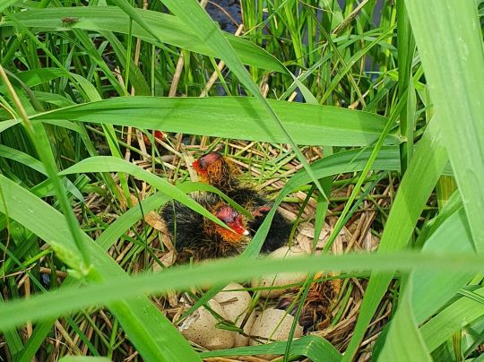 Sauteler Kanal (Großefehn)-1