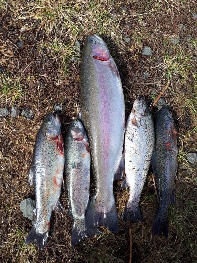 Vogelsberger Forellenzucht-2