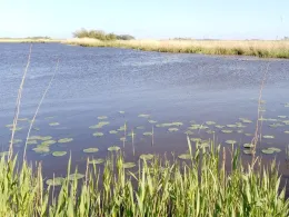 Große Wehle (Struckum)-3