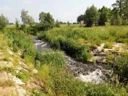 Weißer Schöps (Horka)-3