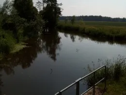 Weißer Schöps (Horka)-4