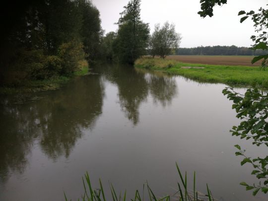 Weißer Schöps (Horka)-2