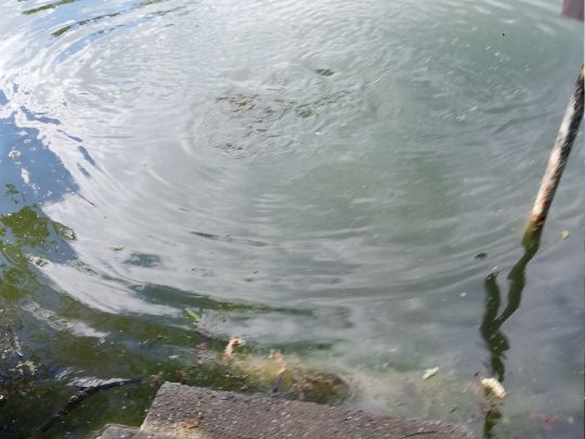 Pleißemühlgraben-3