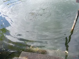 Pleißemühlgraben-3