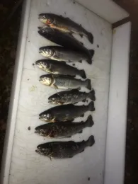 Forellensee Schöningen