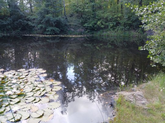 Steinbruch (Möhlau)-3