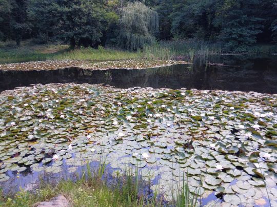 Steinbruch (Möhlau)-2