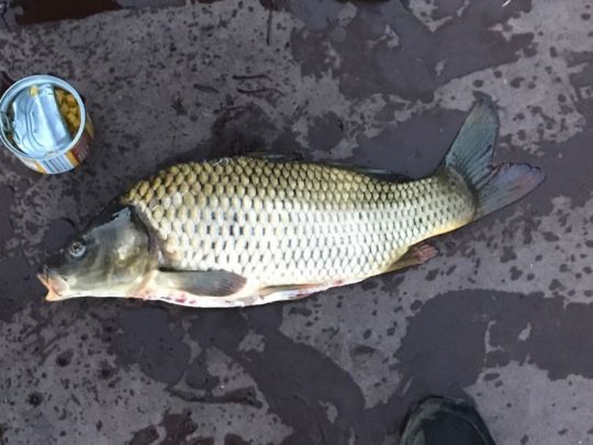 Holzmühleweiher (Vogt)-2