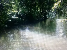 Mümling (Michelstadt)-1