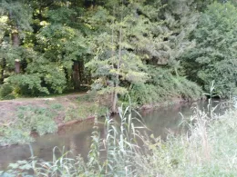 Mümling (Michelstadt)-3