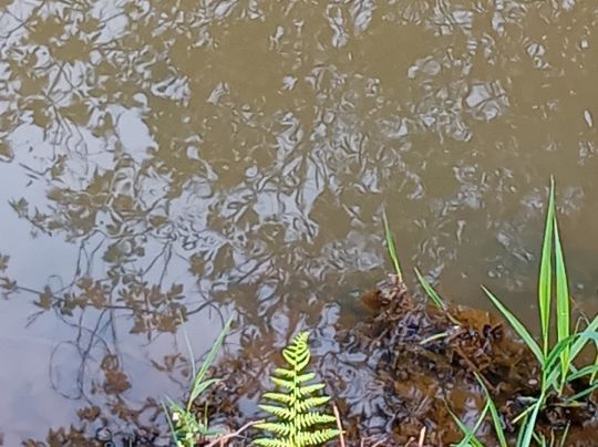 Schlossgraben Milkel-2