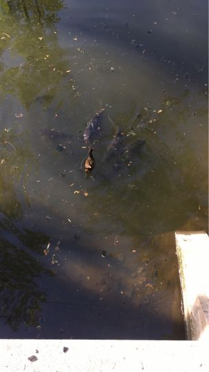 Obersee (Bielefeld-Schildesche)-3