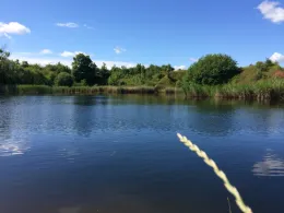 Ziegeleiteich Offleben-1