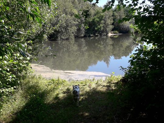 Vennteich