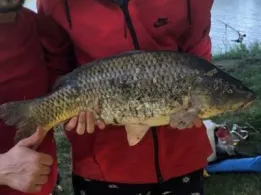 Kormoran Sulęcin -2