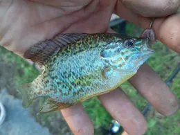 Donau (Besensandbach - Gaishofen)-3