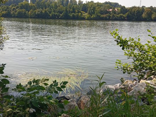 Donau (Besensandbach - Gaishofen)-1