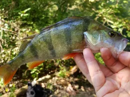 Rhein (Goldscheuer)-0