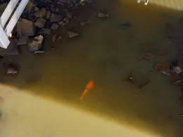 Hopstener Aa (Spelle)