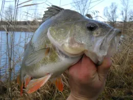 Havel (Fürstenberg/Havel)