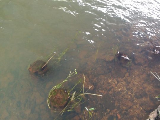 Schwarze Elster (Ruhland)-1