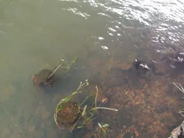 Schwarze Elster (Ruhland)-1