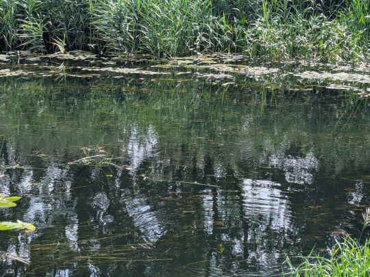 Schwarze Elster (Ruhland)-3